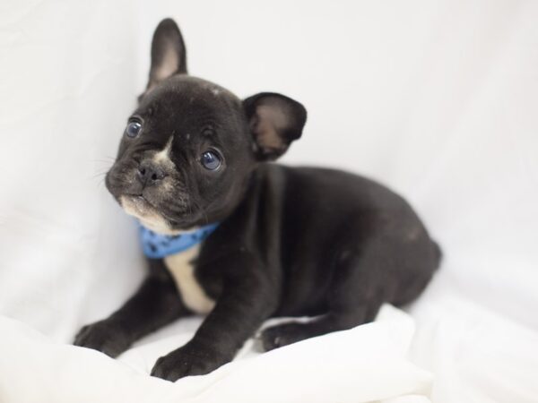 French Bulldog-DOG-Male-Black-11451-Petland Wichita, Kansas