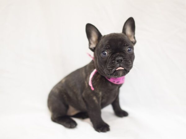 French Bulldog DOG Female Brindle 11450 Petland Wichita, Kansas