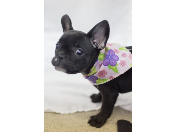 French Bulldog DOG Female Black 11449 Petland Wichita, Kansas