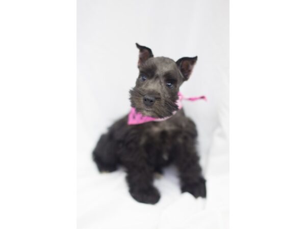 Miniature Schnauzer DOG Female Black 11448 Petland Wichita, Kansas