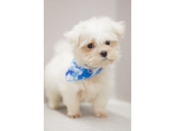 Maltese-DOG-Male-White-11447-Petland Wichita, Kansas