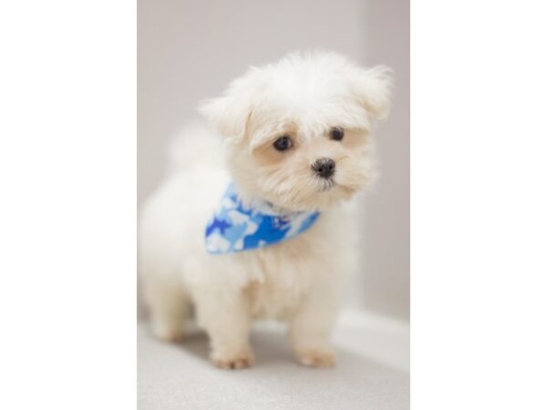 Maltese DOG Male White 11447 Petland Wichita, Kansas