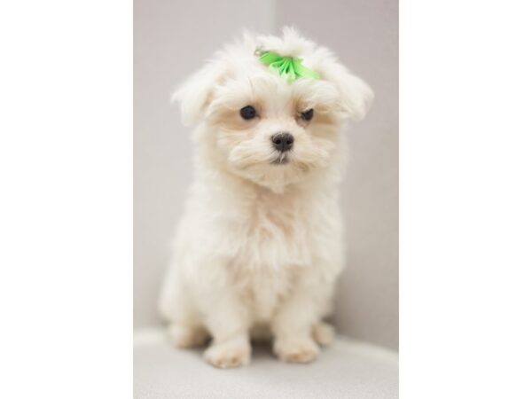 Maltese DOG Female White 11446 Petland Wichita, Kansas