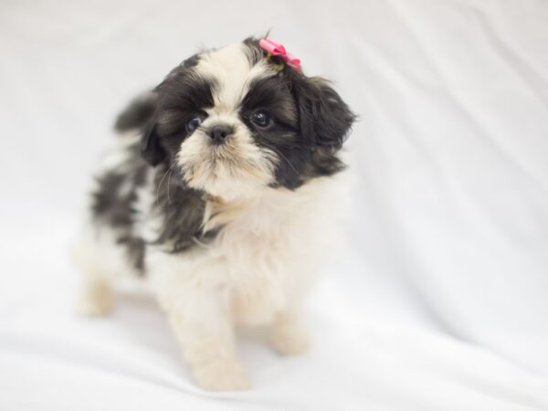 Shih Tzu DOG Female Black and White 11445 Petland Wichita, Kansas