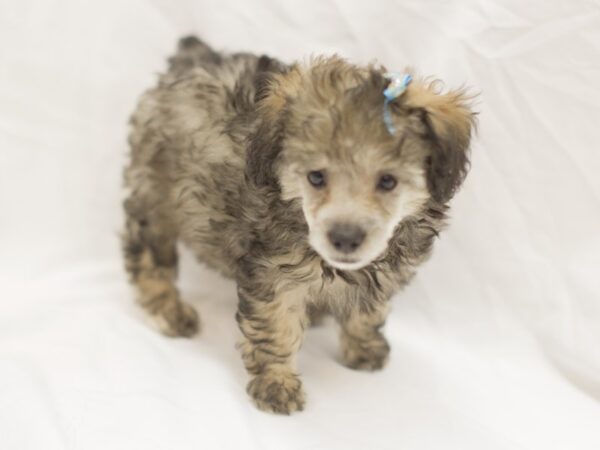 Toy Poodle DOG Female Brown 11444 Petland Wichita, Kansas