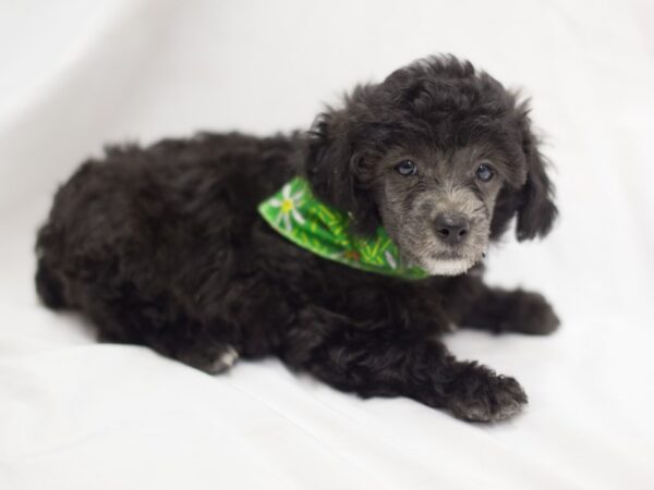 Toy Poodle DOG Male Black 11443 Petland Wichita, Kansas