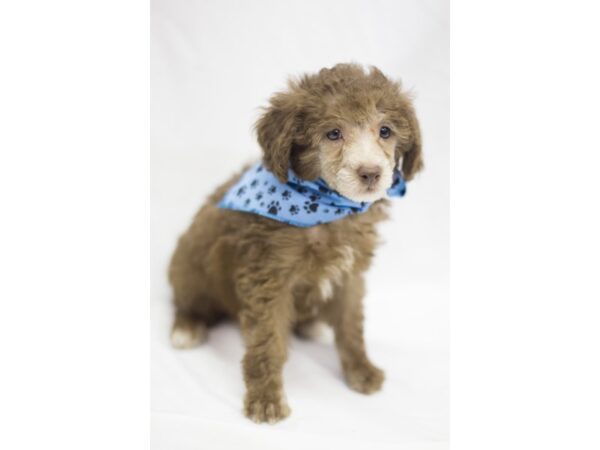 Toy Poodle DOG Male Chocolate 11442 Petland Wichita, Kansas