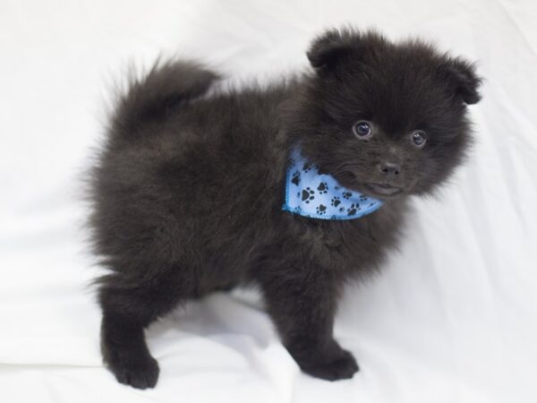 Pomeranian DOG Male Black 11441 Petland Wichita, Kansas