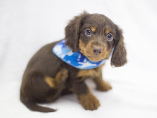 Miniature Dachshund DOG Male Black and Tan 11440 Petland Wichita, Kansas