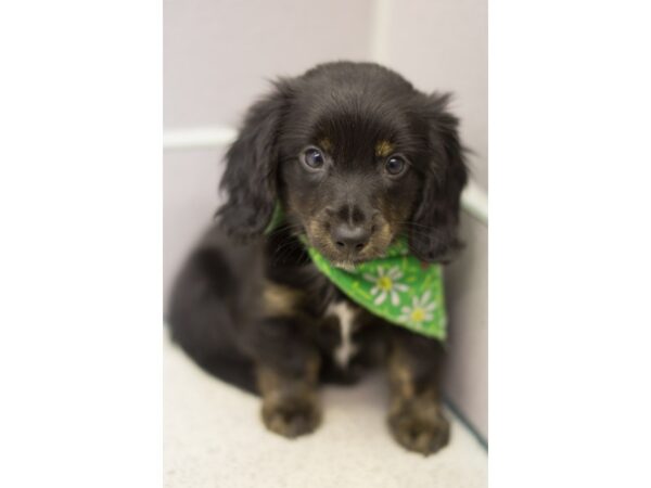 Miniature Dachshund DOG Male Black and Tan 11439 Petland Wichita, Kansas