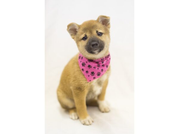 Shiba Inu DOG Female Sesame 11438 Petland Wichita, Kansas