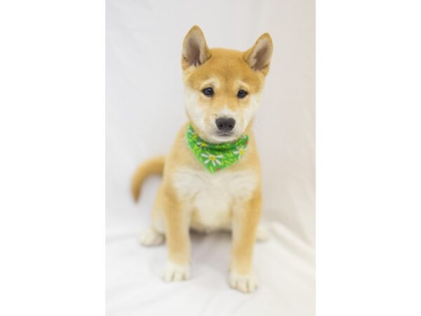 Shiba Inu-DOG-Male-Seseme-11437-Petland Wichita, Kansas