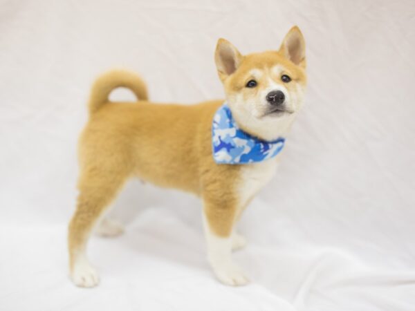 Shiba Inu-DOG-Male-Seseme-11436-Petland Wichita, Kansas