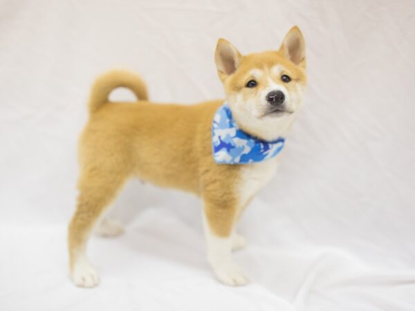 Shiba Inu DOG Male Seseme 11436 Petland Wichita, Kansas