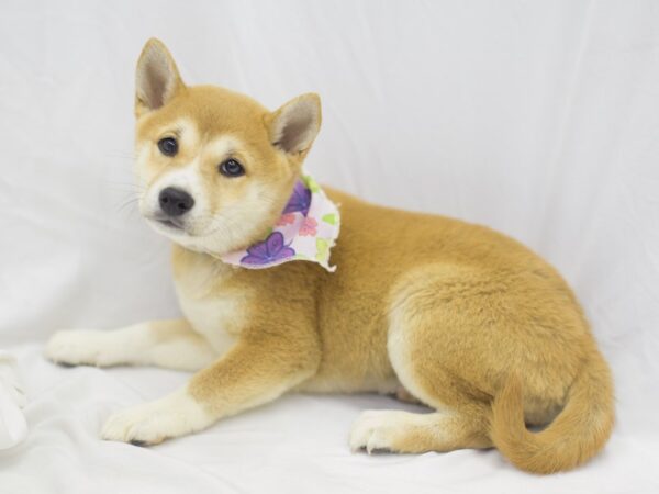 Shiba Inu DOG Female Seseme 11435 Petland Wichita, Kansas