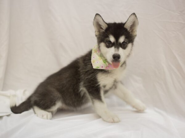 Alaskan Malamute DOG Female Black and White 11434 Petland Wichita, Kansas