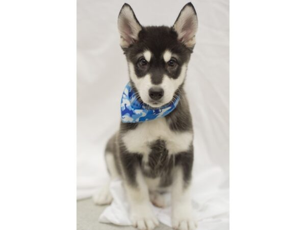 Alaskan Malamute DOG Male Black and White 11433 Petland Wichita, Kansas