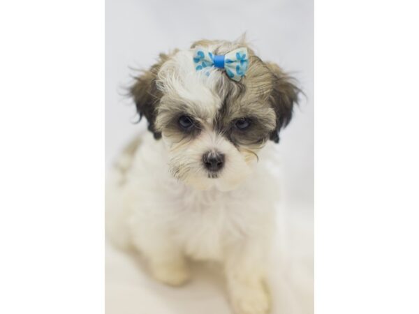 Shihpoo DOG Female White and Cream 11431 Petland Wichita, Kansas