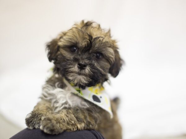 Shihpoo DOG Male Sable 11430 Petland Wichita, Kansas