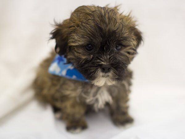 Shihpoo DOG Male Sable 11429 Petland Wichita, Kansas