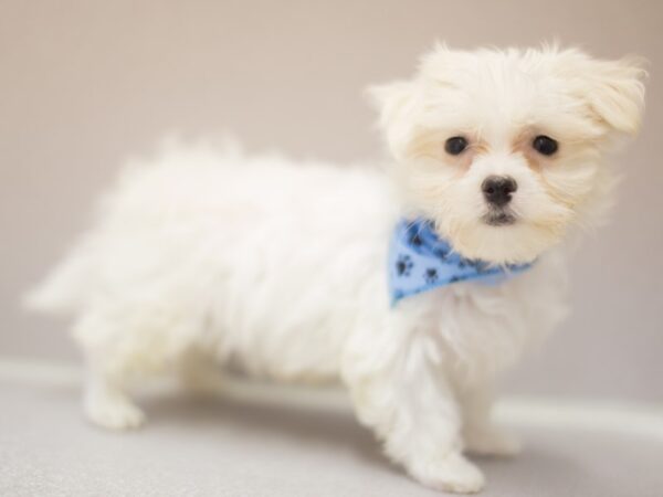 Maltese DOG Male White 11428 Petland Wichita, Kansas