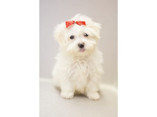 Maltese DOG Female White 11427 Petland Wichita, Kansas