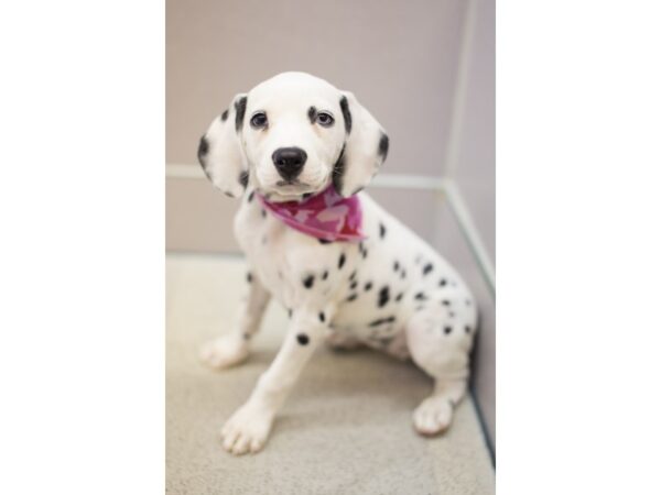 Dalmatian DOG Female White with Black Spots 11426 Petland Wichita, Kansas