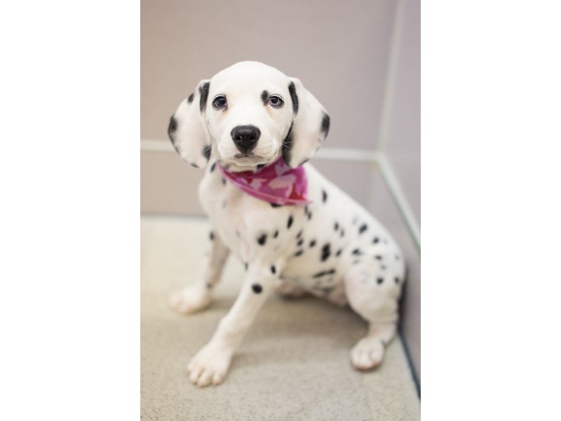 Female shop dalmatian puppy