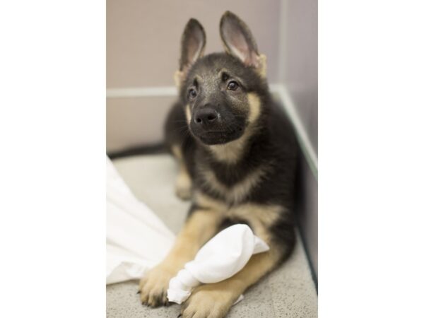 German Shepherd DOG Male Black and Tan 11424 Petland Wichita, Kansas