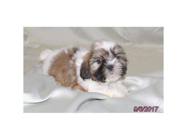 Shih Tzu DOG Male Gold / White 11488 Petland Wichita, Kansas