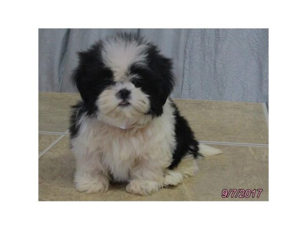 Shih Tzu-DOG-Female-Black / White-11489-Petland Wichita, Kansas
