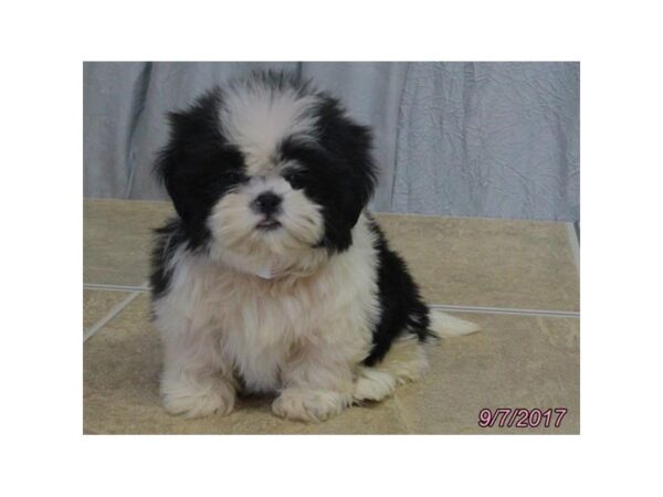 Shih Tzu DOG Female Black / White 11489 Petland Wichita, Kansas