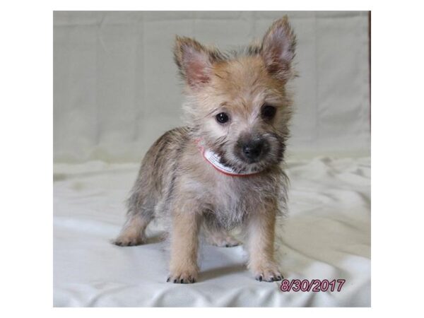 Cairn Terrier DOG Male Wheaten 11490 Petland Wichita, Kansas