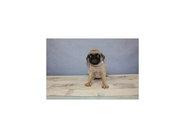Pug-DOG-Female-Fawn-11485-Petland Wichita, Kansas