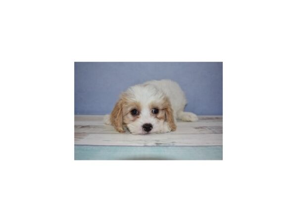 Cavachon DOG Female White and Apricot 11487 Petland Wichita, Kansas