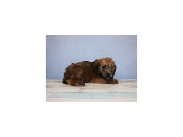 Soft Coated Wheaten Terrier DOG Male Wheaten 11486 Petland Wichita, Kansas