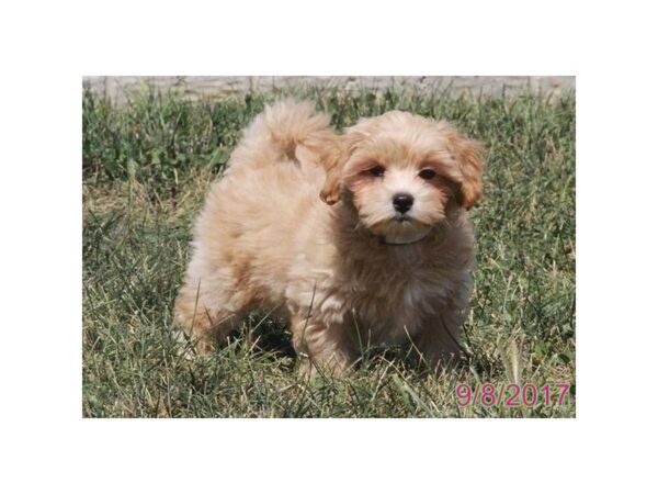 Maltese/Poodle DOG Female Apricot 11491 Petland Wichita, Kansas