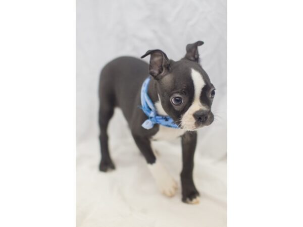 Boston Terrier DOG Male Black and White 11390 Petland Wichita, Kansas