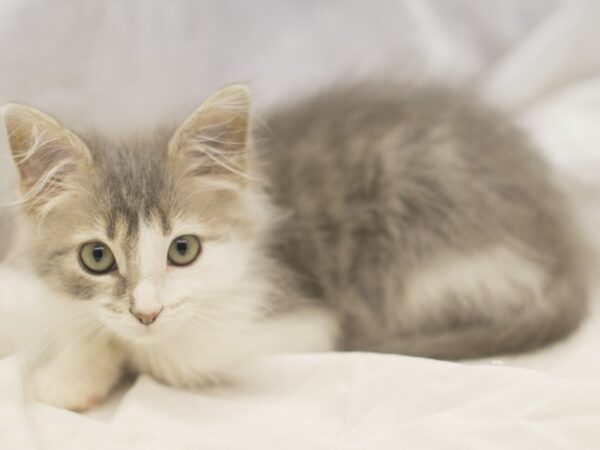 Domestic Medium Hair-DOG-Male-Grey and White-11463-Petland Wichita, Kansas