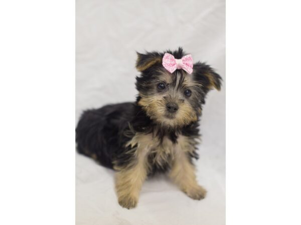 Morkie DOG Female Black and Tan 11484 Petland Wichita, Kansas