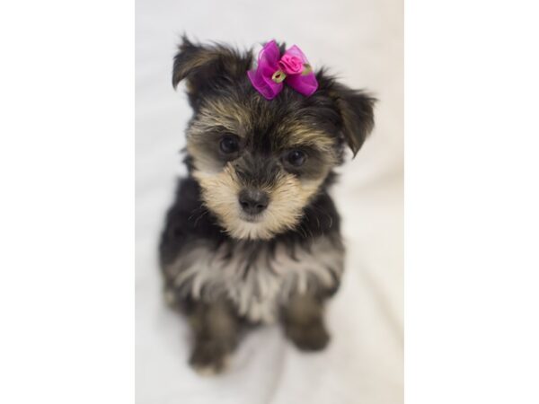 Morkie DOG Female Black and Tan 11483 Petland Wichita, Kansas