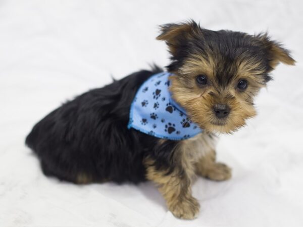 Morkie DOG Male Black and Tan 11482 Petland Wichita, Kansas