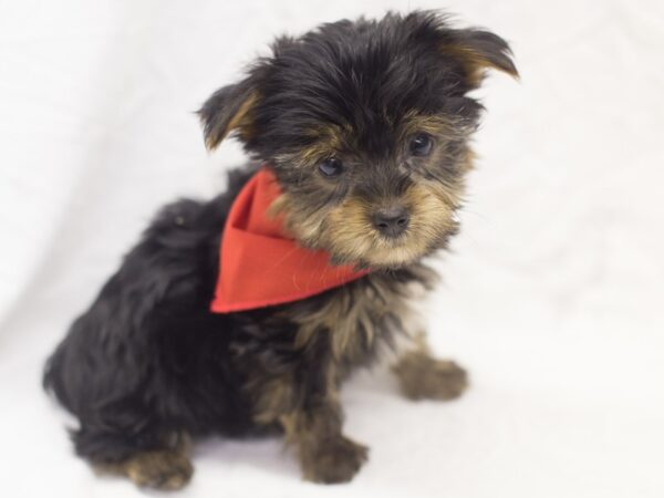 Morkie DOG Male Black and Tan 11481 Petland Wichita, Kansas