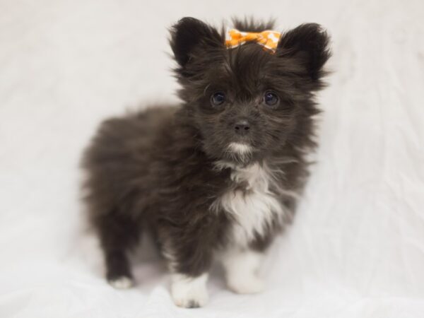 Toy Maltipom DOG Female Black and White 11480 Petland Wichita, Kansas