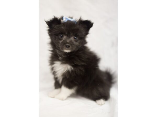 Toy Maltipom DOG Female Black and White 11479 Petland Wichita, Kansas