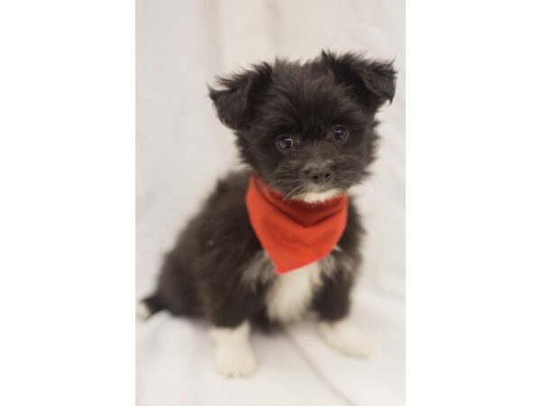 Toy Maltipom DOG Male Black and White 11478 Petland Wichita, Kansas