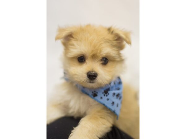 Toy Maltipom DOG Male Gold 11477 Petland Wichita, Kansas