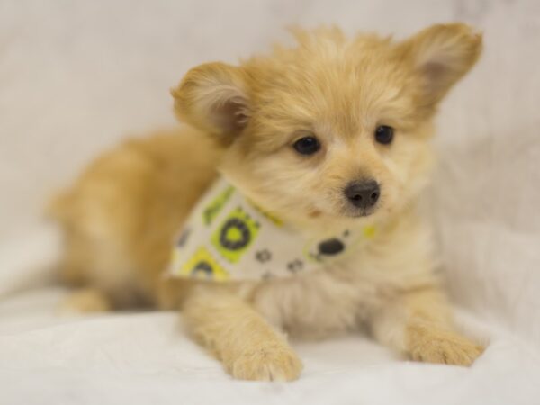 Toy Pompoo DOG Male Red and White 11475 Petland Wichita, Kansas