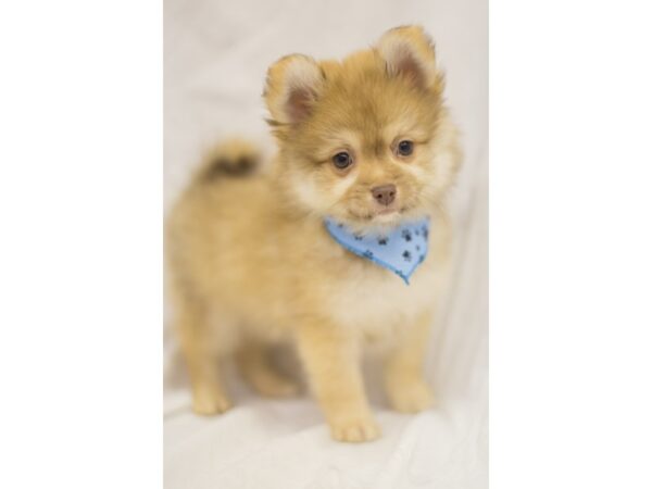 Chipom-DOG-Male-Red Sable-11473-Petland Wichita, Kansas