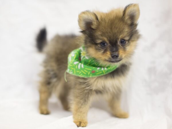 Pomeranian DOG Male Sable 11471 Petland Wichita, Kansas